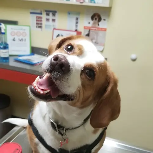 Pet vet Yorba Lake Pet Clinic Anaheim
