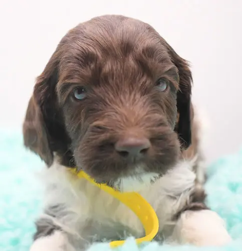 Dog breeder Love A Labradoodle Victorville