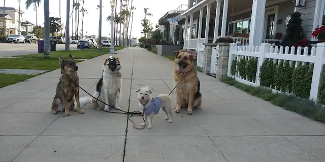 Dog Park La Bella Fontana Park Long Beach