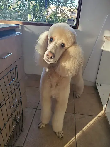 Dog Grooming The Grooming Shop of Rancho Mirage Indio