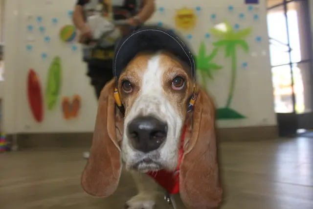 Dog breeder Oso Pet Care Center Mission Viejo