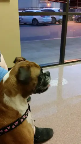 Pet boarding service Evergreen Veterinary Clinic San Jose