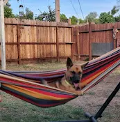 Pet vet Alta Animal Hospital: Sran N S DVM Fresno