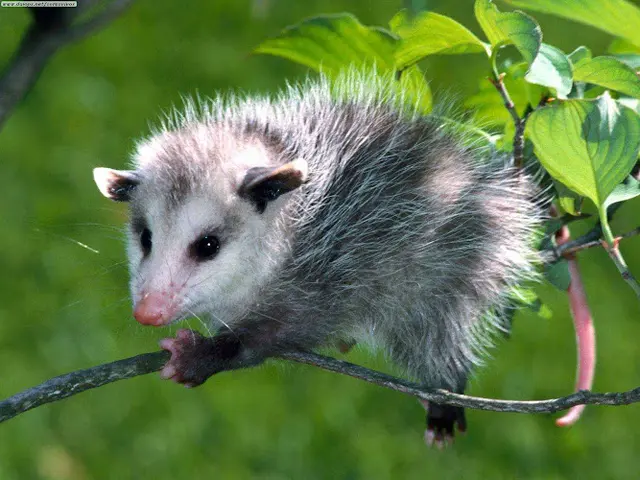 Rescue & Shelter Yggdrasil Urban Wildlife Rescue San Francisco