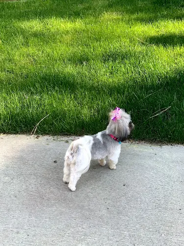 Dog Grooming DogLux Grooming Salon Spokane Valley