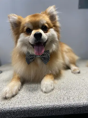 Dog Grooming Alpha Grooming Pet Salon San Mateo