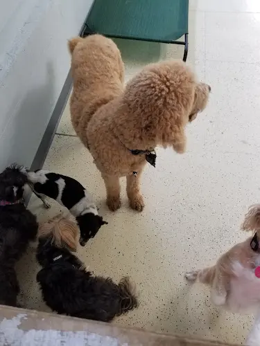 Dog Grooming Little Ark Dog Grooming San Francisco