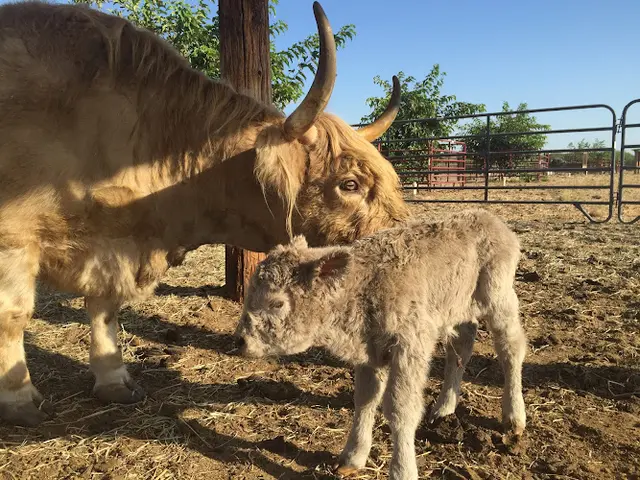 Pet vet Central Valley Equine Fresno