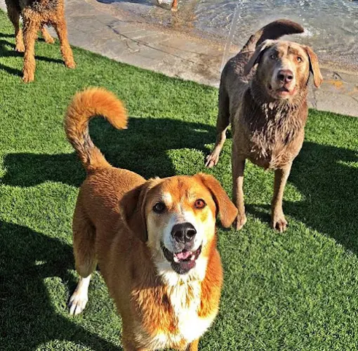 Dog day care center Elaine's Pet Resorts Fresno