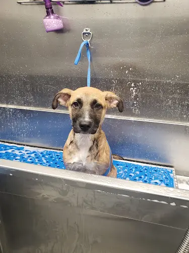 Dog day care center Family Member Veterinary Hospital Mission Viejo