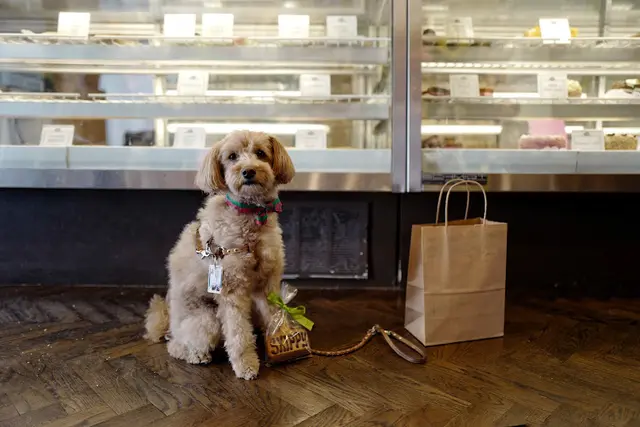 Pet vet Le Marcel Bakery for Dogs San Francisco