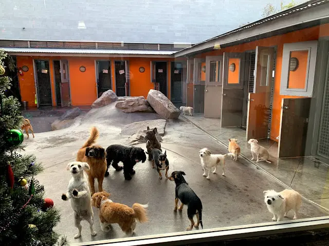 Dog trainer Double Dog Dare Ya Burbank