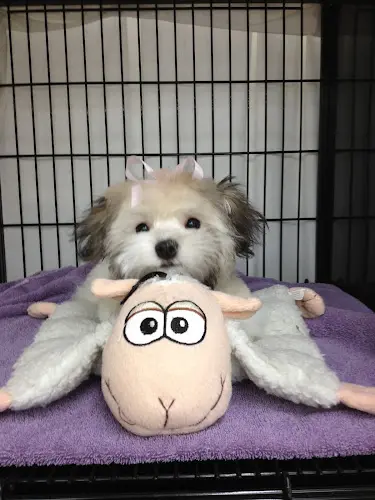 Dog Grooming My Pets Place Grooming Bellingham