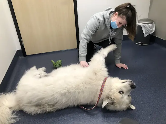 Pet vet Hercules Pet Clinic Richmond