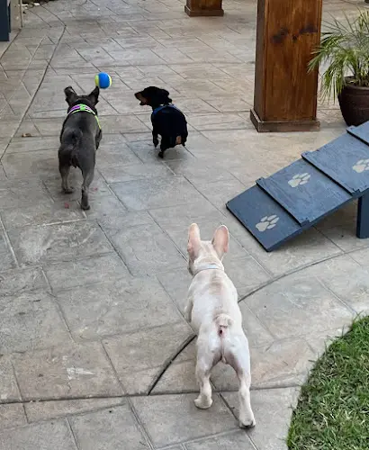 Dog day care center Paws On Doggy Daycare Long Beach