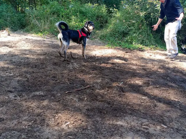 Dog Park Campbell Park Eugene