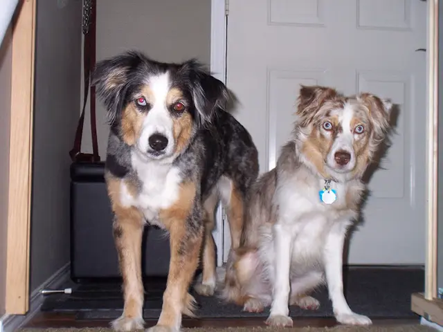 Dog day care center Getaway Pet Care Huntington Beach