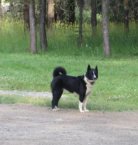Dog breeder Aspen Valley Karelian Bear Dogs Federal Way
