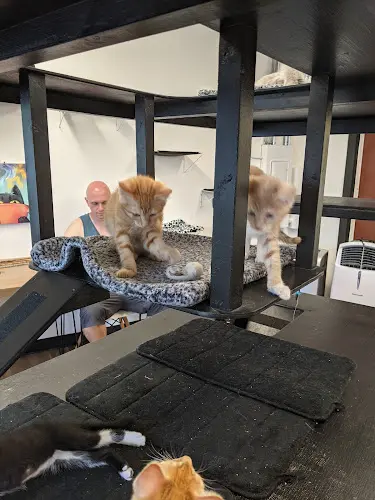 Rescue & Shelter Catffeinated Federal Way