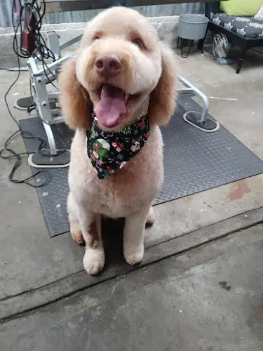 Dog walker Julia's Pet Grooming Salem