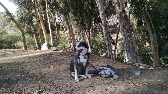 Dog Park Damon Lane County Park El Cajon