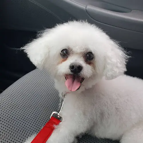 Pet vet Orange-Tustin Animal Hospital Fullerton