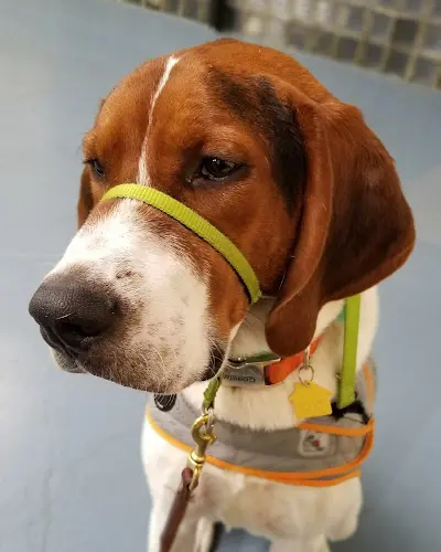 Dog trainer C J's Dog Training Beaverton