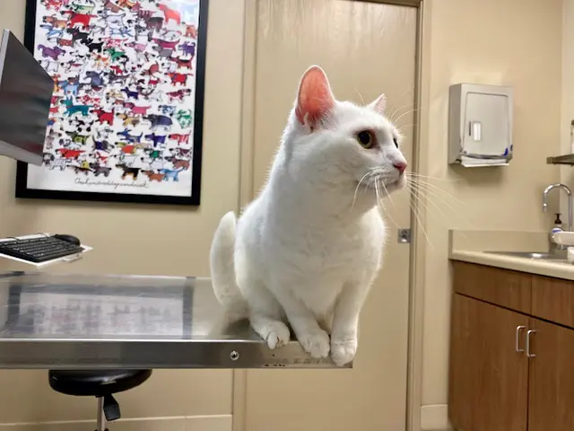 Pet vet Surfside Animal Hospital Oceanside