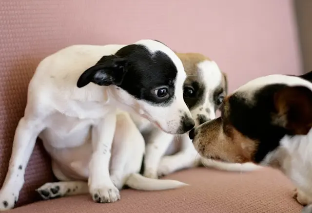 Pet vet Somis Veterinary Hospital Simi Valley