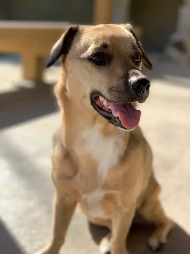 Pet vet Animal Hospital of South Bay Rolling Hills Carson