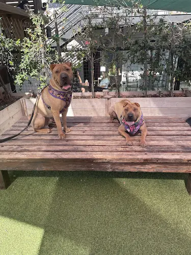 Dog Park Muddy Paw Coffee & Park Eagle Rock Burbank