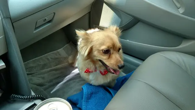 Dog Grooming Cutie Pie's Grooming Salon Moreno Valley