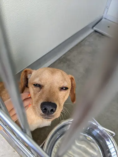 Dog day care center Corona Animal Shelter Corona