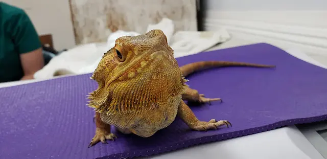 Pet boarding service McNeil Veterinary Services Ventura