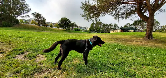 Dog Park Sellick Park Daly City