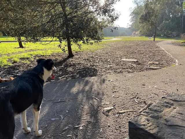 Dog Park Dog Park | Pine Lake Park San Francisco