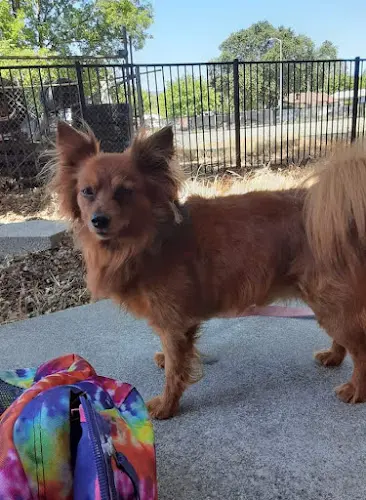Dog breeder Solano-Napa Pet Emergency Clinic Fairfield