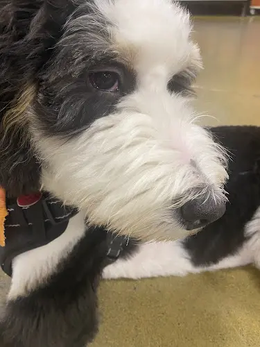 Dog Grooming Silverdale Pet Grooming Beaverton