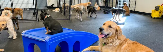 Dog day care center Noah's Arf Portland