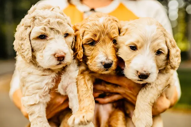 Dog breeder Country Doodle Dogs Gresham