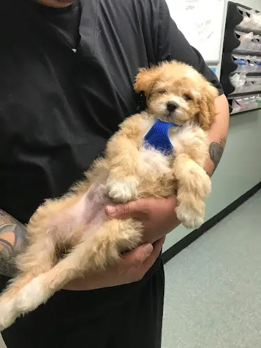 Pet vet Lawndale Pet Hospital Carson