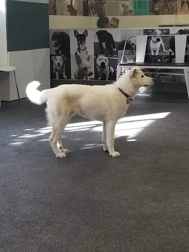 Pet boarding service Wags & Walks Adoption Center Los Angeles
