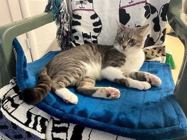 Rescue & Shelter Homeless Cat Network Richmond