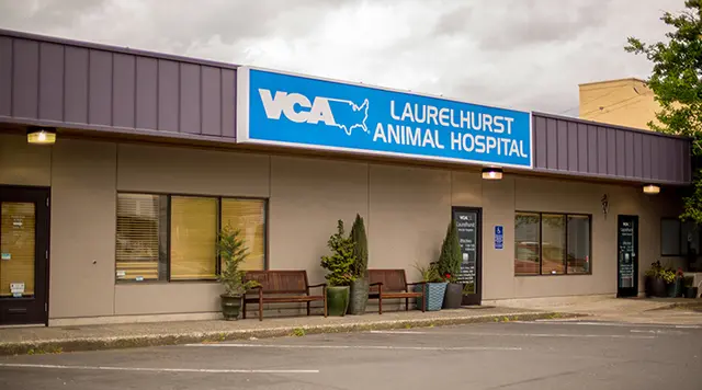 Pet vet VCA Laurelhurst Animal Hospital Gresham