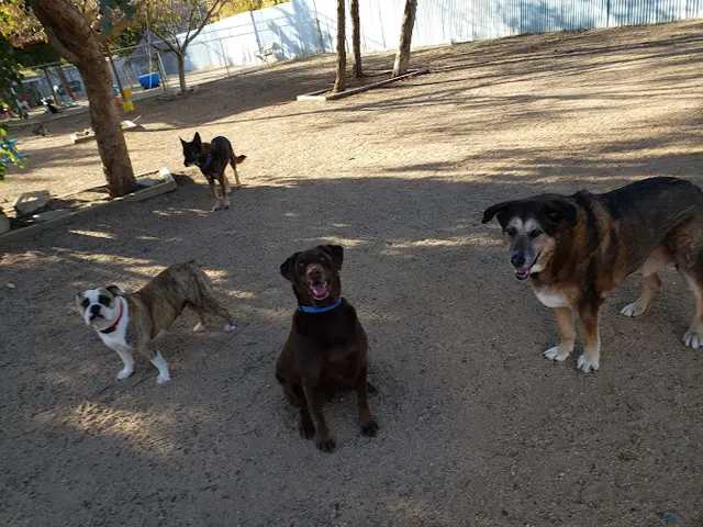 Dog day care center Ventura Dog Ranch Ventura