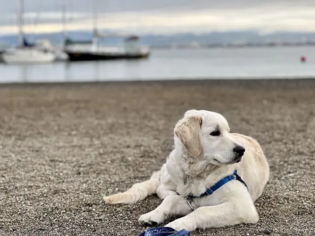 Dog breeder Classic Heritage Golden Retrievers Fairfield