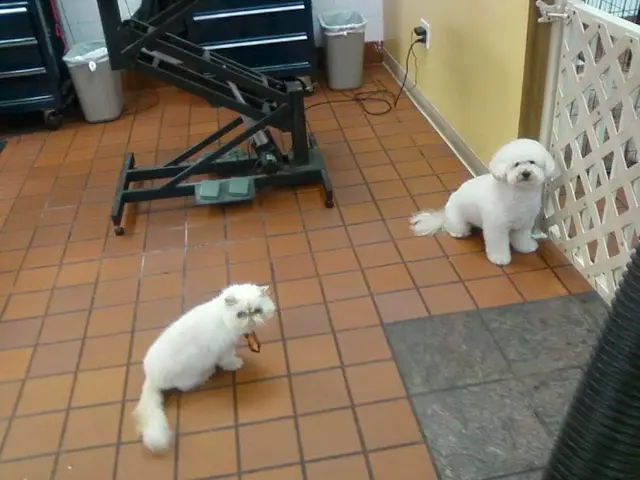 Dog Grooming Fur Grooming Salon Simi Valley