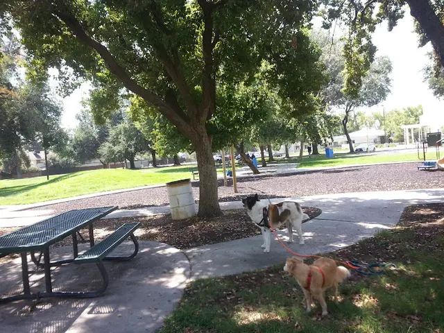 Dog Park San Gabriel Park Clovis