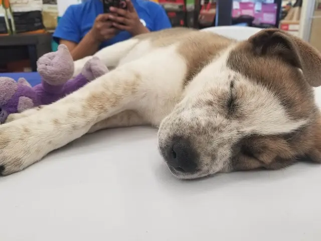 Pet vet Petco Fresno
