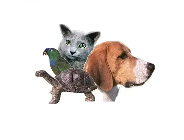 Pet vet Torrance Animal hospital Carson